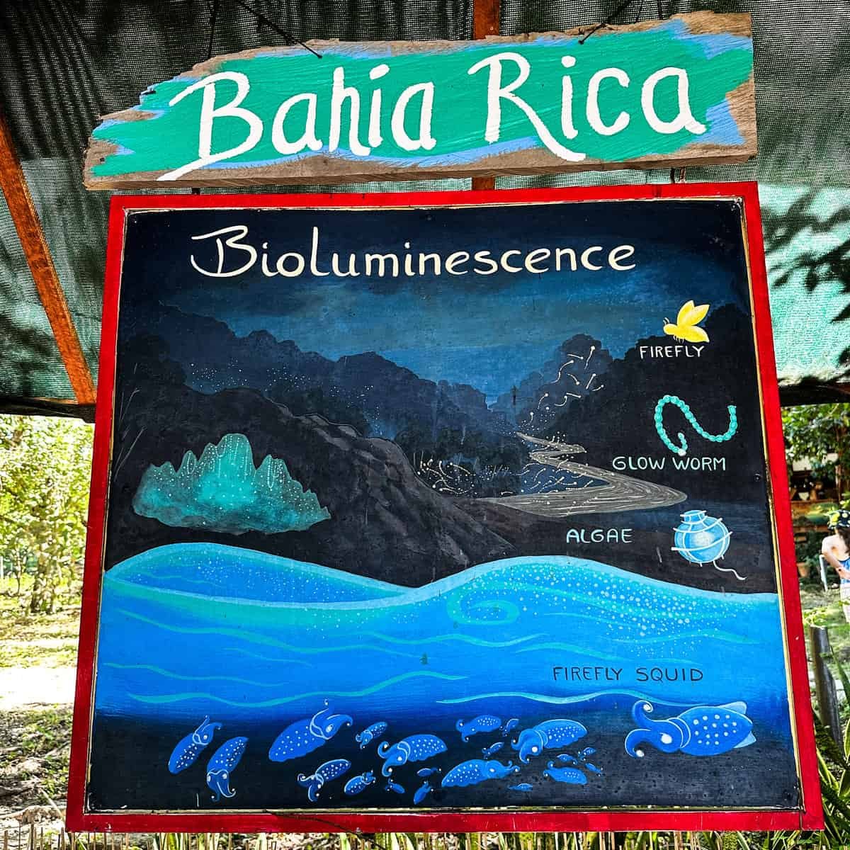 Bioluminescence
