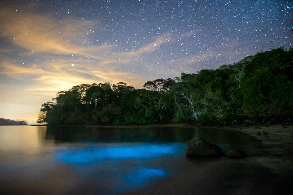 Bioluminescence Bahia Rica Paquera