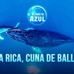 Costa Rica: A Cradle for Humpback Whales