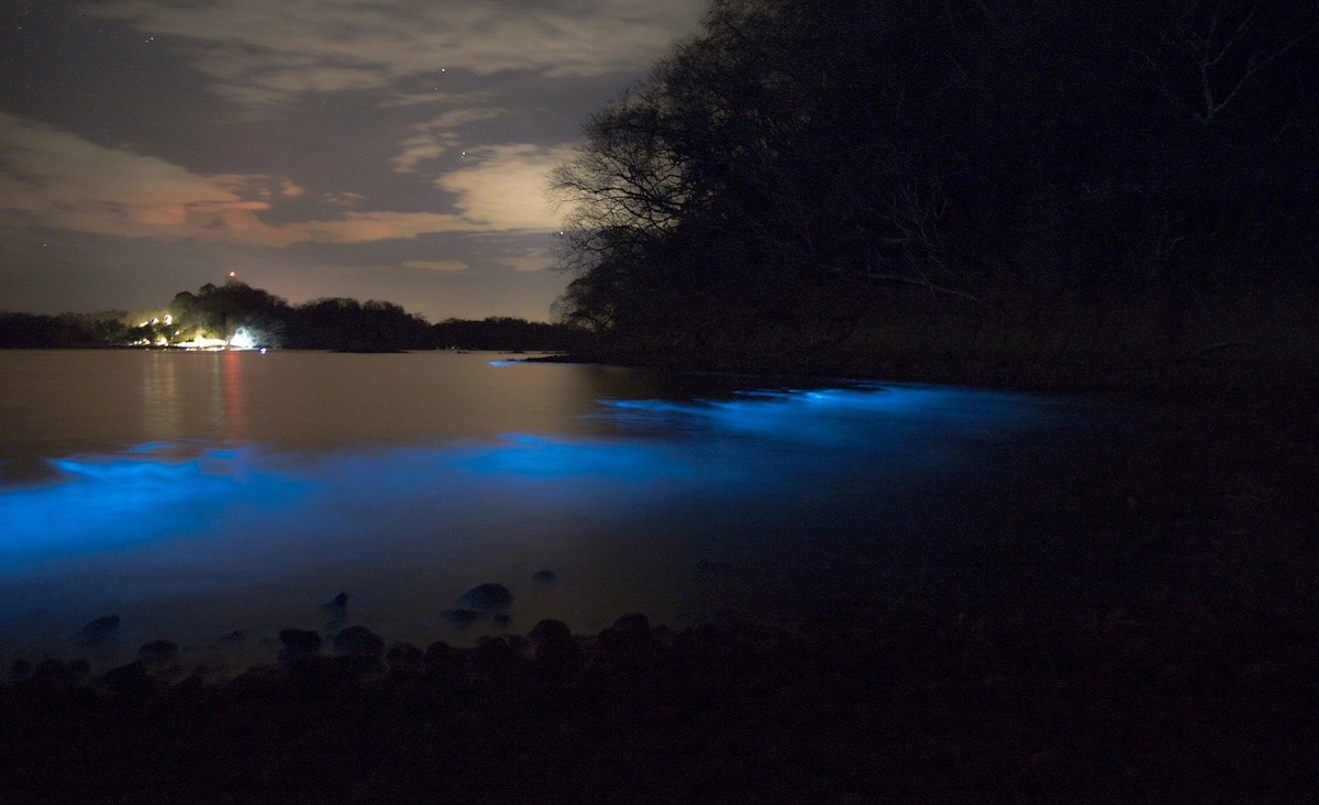 Magical Bioluminescence!
