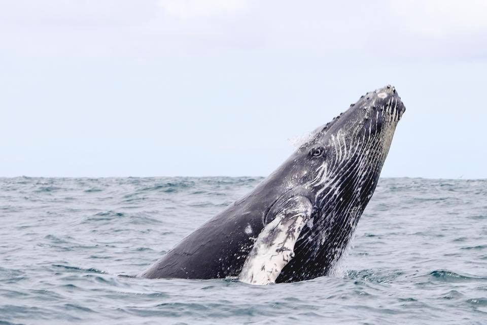Whale and Dolphin watching