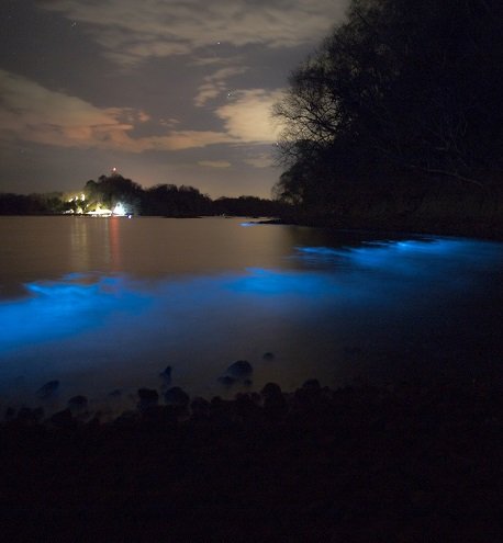 Bioluminescent Kayak Tour