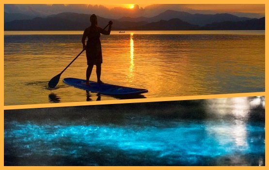 Paddleboard and Bioluminescence